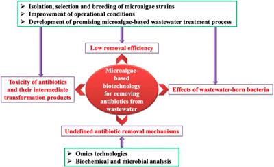 Microalgae-based biotechnology as a promising strategy for removing antibiotics from wastewater: opportunities, challenges and future directions
